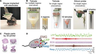 Theta-Range Oscillations in Stress-Induced Mental Disorders as an Oscillotherapeutic Target